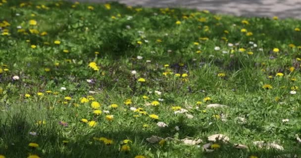 Fleurs Colorées Poussant Dans Une Prairie Une Vue Sur Les — Video