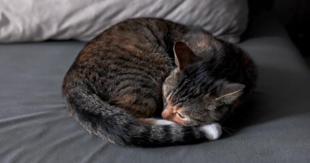 Кошеня Відпочиває Лежить Ліжку Око Завжди Відкрите Вона Кішка Коричнево — стокове відео