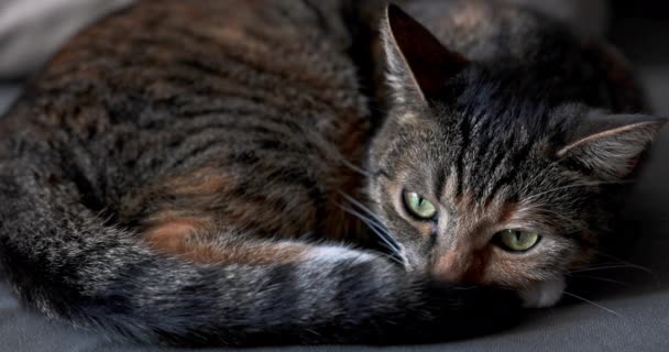 Gato Perezoso Descansando Antes Acostarse Capa Típica Gato Raza Múltiple — Vídeo de stock