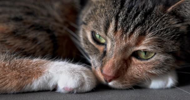 寝ている猫の頭の上の非常に近いフレーム 典型的なコートカラーのダドウエイキャット 眠い目のゆっくりとした動き — ストック動画