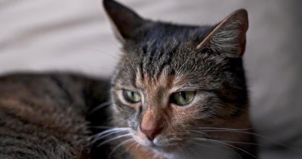Gözlerini Kısarak Bakan Bir Kedinin Çok Yakın Bir Görüntüsü Sonra — Stok video