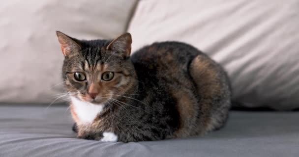 Každá Kočka Miluje Když Někdo Hladí Když Odpočívá Gauči Dachowiec — Stock video