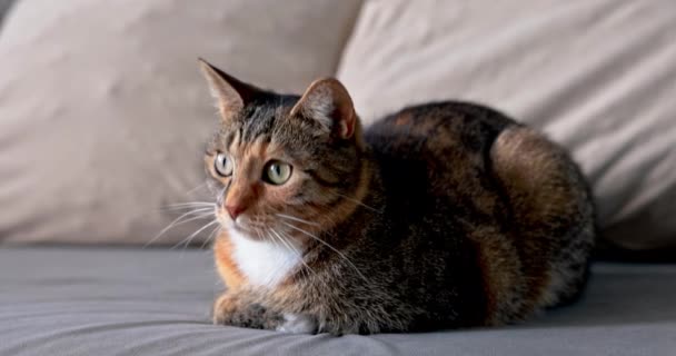 Cat Times Dachshund Lies Calmly Watches Flying Fly Small Predator — Stock Video