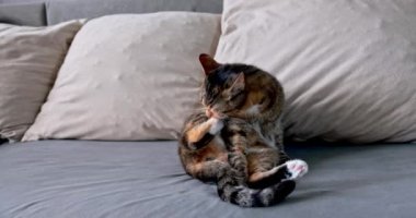 Kediler için günlük kişisel temizlik yatmadan hemen önce başlar. Oturan kedi, arka ayaklarını diliyle yıkar..