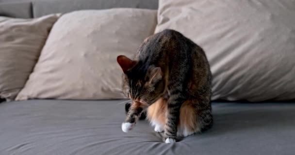 猫照顾它的卫生 舔它的前爪 沙发上坐着一只带着典型外套色的沙丁鱼猫 — 图库视频影像