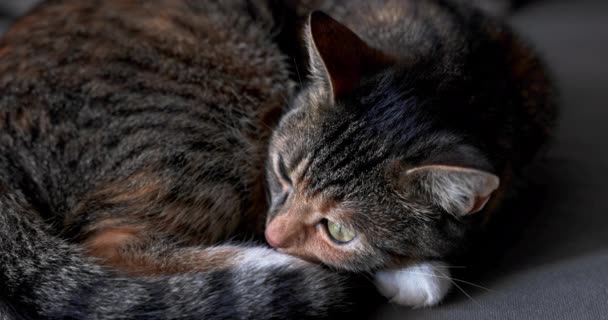 即使在睡着的时候 小猫也准备对它的受害者发动攻击 一种具有典型外层颜色的达科猫 — 图库视频影像