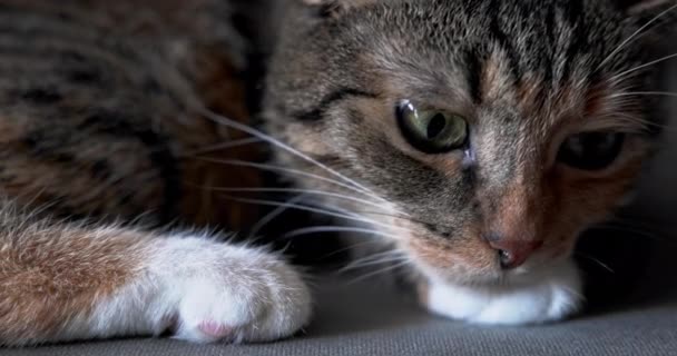 这是一只将要休息的多品种猫的头部的特写 一种具有典型外层颜色的达科猫 — 图库视频影像