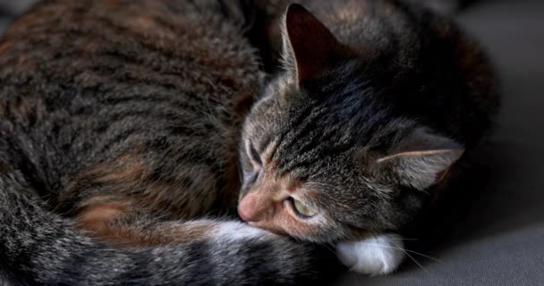 一种具有典型外层颜色的达科维奇猫 在宠物身上熟睡的缓慢过程 — 图库视频影像