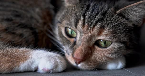 一只熟睡的猫头上的一个非常紧密的框架 一种具有典型外层颜色的达科维奇猫 困倦的眼睛的缓慢运动 — 图库视频影像
