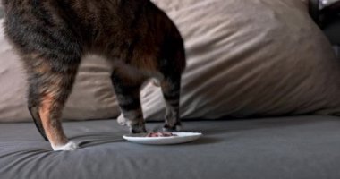 Kedi yavrusu kokuyu gizlemek için yiyeceğini gömer. Kedi familyasından yırtıcı hayvanların paltosunda doğal çizgiler..