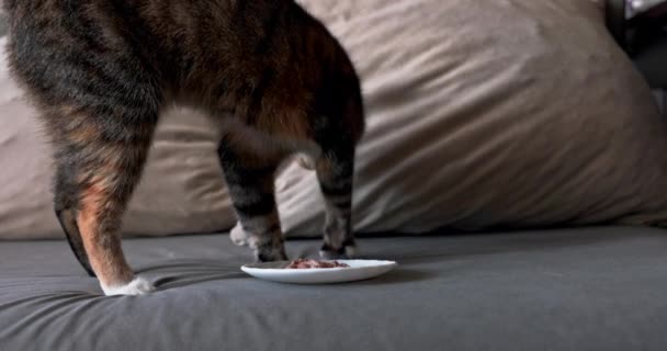 Kucing Berkembang Biak Mengubur Makanannya Untuk Menyembunyikan Baunya Garis Garis — Stok Video