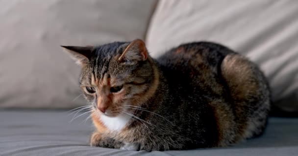 Eine Katze Der Rasse Dackel Liegt Regungslos Und Starrt Nach — Stockvideo