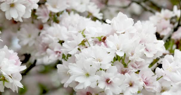在一棵树上生长的淡粉色花朵的特写 树枝在风中轻轻摇曳 叶子从粉红的花朵之间伸出来 高倍放大显示的花瓣和雄蕊 — 图库视频影像