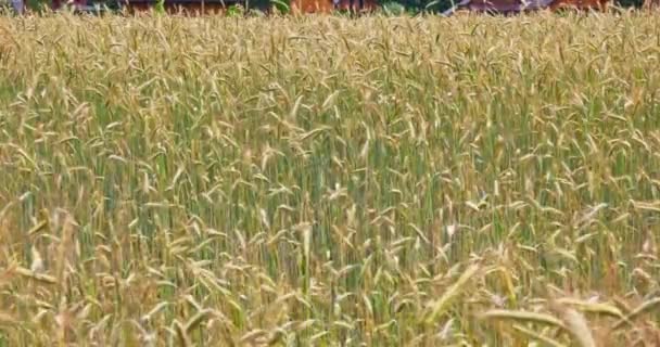 这段录像是在一个农业区的夏季拍摄的 在农田的风中摇曳成熟的黑麦的特写 — 图库视频影像