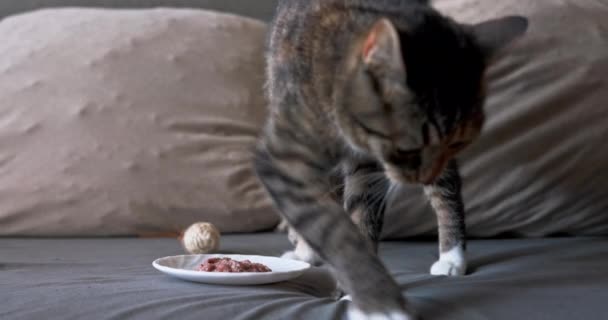 Gato Cría Entierra Comida Para Ocultar Olor Rayas Naturales Capa — Vídeos de Stock