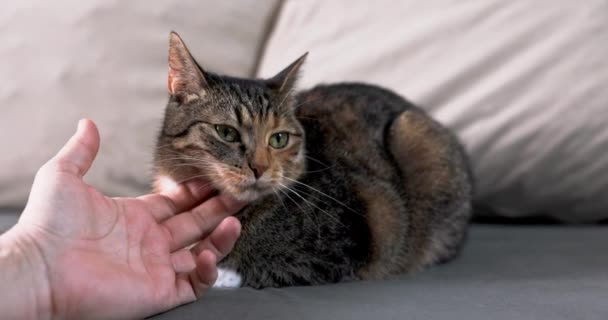 Každá Kočka Miluje Když Někdo Hladí Když Odpočívá Gauči Dachowiec — Stock video