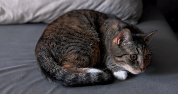 Podczas Spokojnego Zasypiania Kotek Nagle Spogląda Prawo Kot Dachowiec Typowym — Wideo stockowe