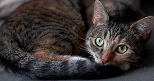 Kedi Dinlenme Yoğun Bir Günün Ardından Tembellik Etme Zamanı Yavru — Stok video