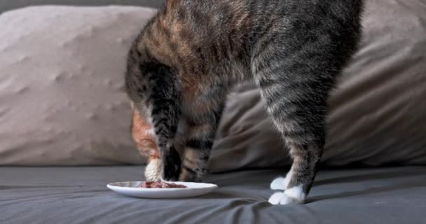 Kedi Yavrusu Kokuyu Gizlemek Için Yiyeceğini Gömer Kedi Familyasından Yırtıcı — Stok video