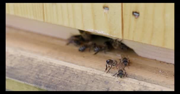 Vysoké Zvětšení Pohled Vchod Úlu Jak Včely Vstupují Opouštějí — Stock video