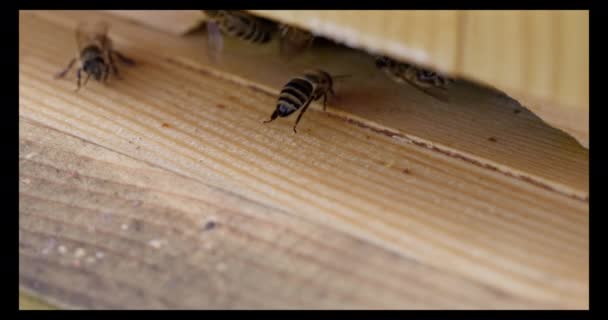 一部のミツバチは ハイブへの入り口を守り いくつかは飛び出して ネクターの次の部分のために飛びます ハイブのマクロビュー — ストック動画