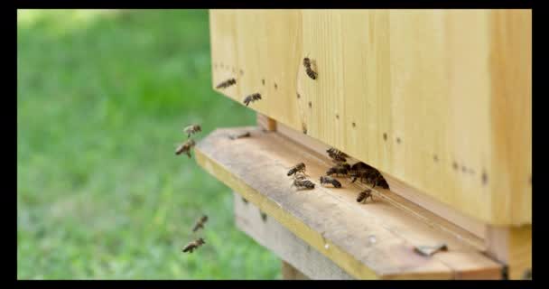 从远处看蜂房的入口 以及蜂群在蜂房周围盘旋 有的昆虫来到蜂房 有的去寻找新的食物 — 图库视频影像