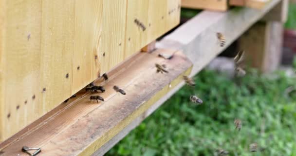 Čtyřnásobný Zpomalený Pohled Včely Letící Vchodu Úlu Sezóna Pro Sběr — Stock video