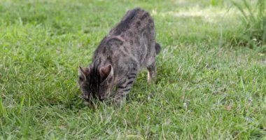 Dışarıda taze otları koklayan bir kedinin dört kat yavaş çekim görüntüsü. Çatı kedisi bitkilerden gelen yabancı kokuları kontrol ediyor..