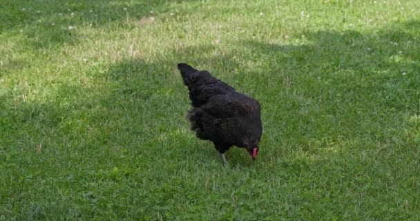 这是一只以绿色多汁的青草为食的黑色母鸡的特写 农场院子里的鸟儿是自由放飞的 — 图库视频影像