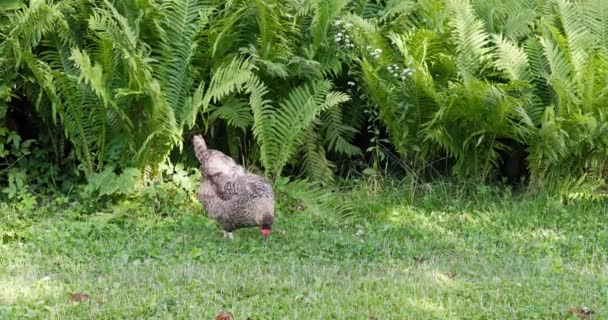 一只驯服的家养母鸡在草丛中啄食 农场院子里的鸟儿是自由放飞的 — 图库视频影像
