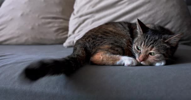 ソファーの上に子猫がいて 彼女は時々尾を振って眠っている 典型的なコートカラーのダドウエイキャット — ストック動画