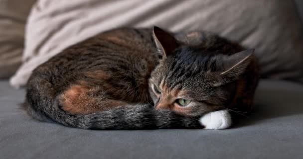 这只猫慢慢地从睡梦中醒来 慢慢地把头抬起来 直视着摄像机 沙发上躺着一只带着典型外套色的沙丁鱼猫 — 图库视频影像