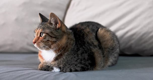 Katt Rasen Taxar Ligger Orörlig Och Stirrar Till Vänster Långsamt — Stockvideo