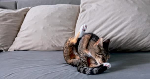 Denní Osobní Hygiena Pro Kočky Začíná Těsně Před Spaním Sedící — Stock video