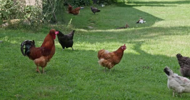 Ayam Jago Berdiri Satu Kaki Dan Bulunya Dalam Berbagai Nuansa — Stok Video