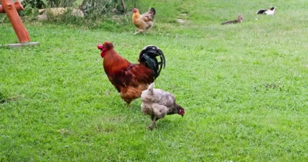 農場の野鳥 一匹の鶏 数匹の鶏が農場の庭を歩いている 2番目の女性は 草にぶら下がっている2匹の猫を示しています — ストック動画