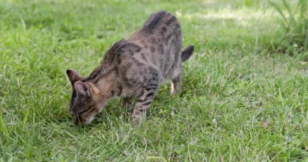 Empat Kali Lipat Gerakan Lambat Melihat Kucing Mengendus Rumput Segar — Stok Video