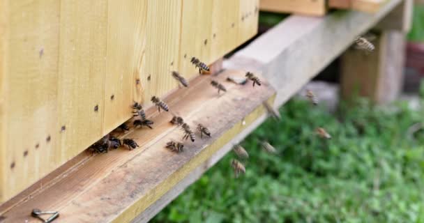 ハイブの入り口で飛んでいるハチの4倍のスローモーションビュー ネクター 蜂蜜を集める季節です — ストック動画