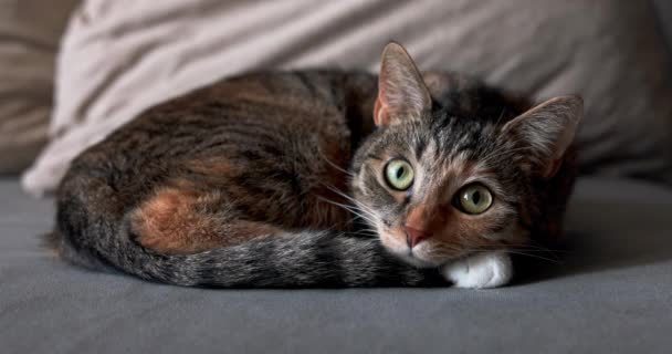 Kitten Lies Curled Sofa Staring Wide Eyed Camera Natural Stripes — Stock Video