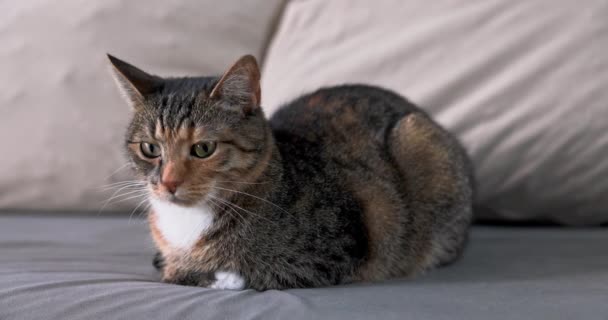 Během Odpočinku Únavném Dni Kočka Klidně Leží Dívá Kolem Děje — Stock video
