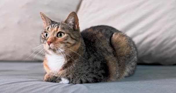 Μια Γάτα Επί Ένα Dachshund Βρίσκεται Ήρεμα Και Παρακολουθεί Μια — Αρχείο Βίντεο