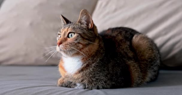 Eine Katze Mal Ein Dackel Liegt Ruhig Und Beobachtet Eine — Stockvideo