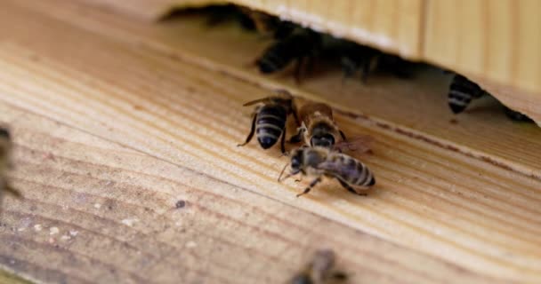 在放大镜下 你可以看到蜜蜂进出蜂窝 从非常近的地方看到的有益昆虫的世界 — 图库视频影像