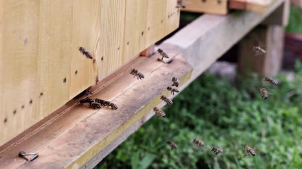 有利昆虫的宏观世界 在蜂房旁边飞行的蜜蜂的六倍慢动作的景象 — 图库视频影像