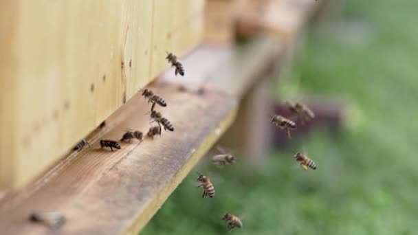 用六倍的慢动作拍摄蜜蜂的电影胶片 有利昆虫的宏观世界 整个夏天是采集花蜜和花粉的季节 — 图库视频影像