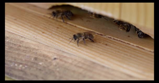 Αρκετές Μέλισσες Περπατούν Συνεχώς Κοντά Στην Είσοδο Της Κυψέλης Και — Αρχείο Βίντεο