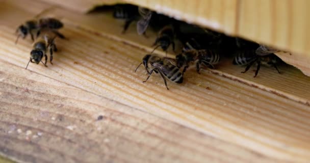从宏观上看蜂箱的出口和蜂箱周围聚集的蜜蜂 这段录像是以四重慢动作录下来的 自然界从非常接近和缓慢的运动 — 图库视频影像