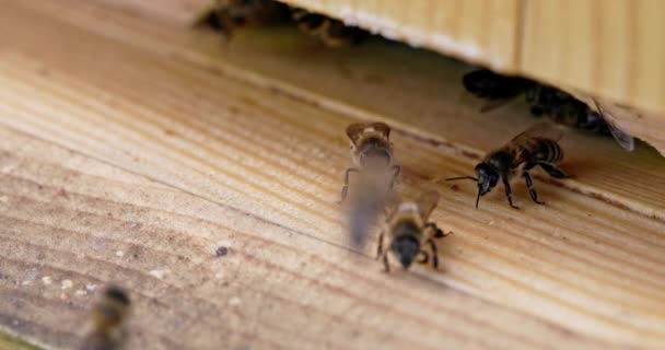 在蜜蜂用舌头洗前腿的时候 从宏观上近距离观察蜜蜂 卫生期间有利昆虫世界的特写镜头 — 图库视频影像