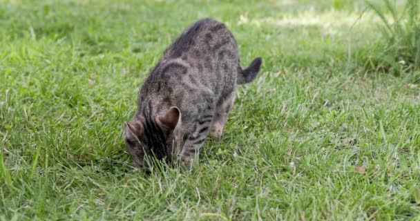 一只猫嗅闻外面新鲜的草地时的四重慢动作画面 屋顶猫检查来自植物的不熟悉的气味 — 图库视频影像