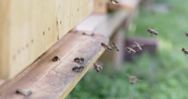 Чотирикратний Повільний Вид Бджіл Літають Біля Входу Вулика Сезон Збору — стокове відео